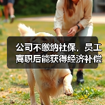 公司不缴纳社保，员工离职后能获得经济补偿吗？（图3）