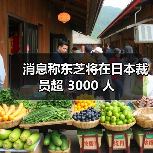 消息称东芝将在日本裁员超 3000 人（图1）